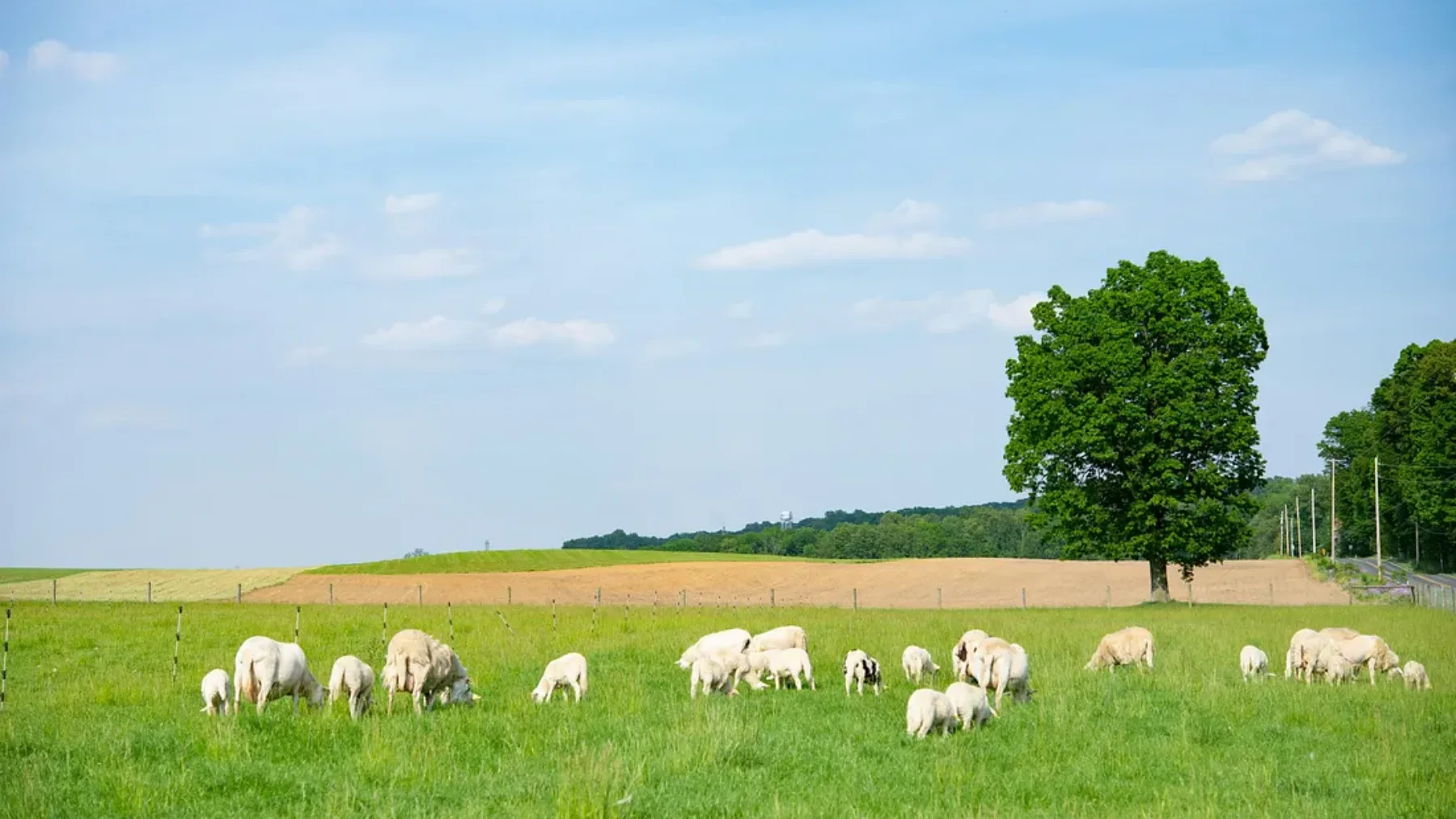 Sheep grazing on a regenerative pasture landscape