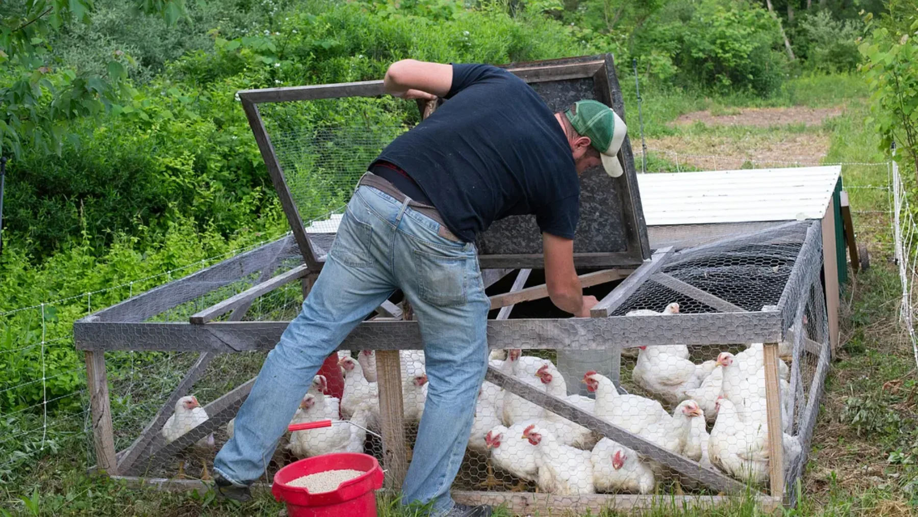 A regenerative farmer tending to chickens in a mobile coop