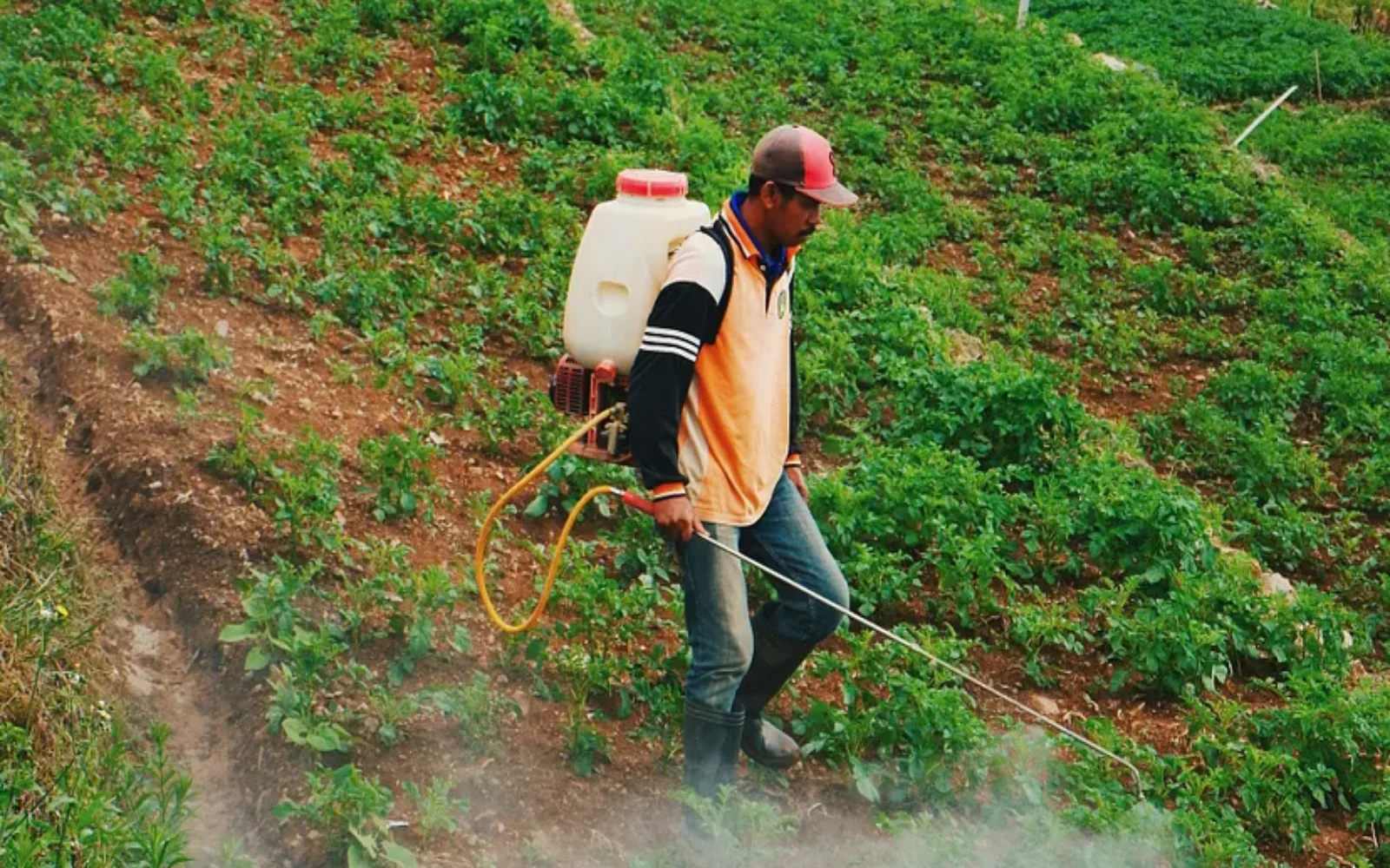 A farmer spraying synthetic pesticides on a farm